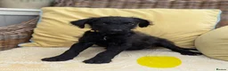 Bordoodle dogs for sale: Standard Bordoodle Puppies - Advert 16