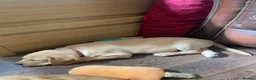 Labrador Retriever dogs for sale: Labrador Retriever Puppies  - Advert 3