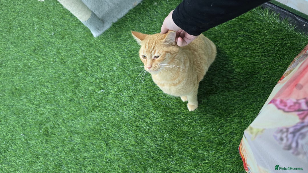 Mixed Breed cats for adoption: [Indoors Only] Lovely & affectionate Cuddlebugs - Image 5