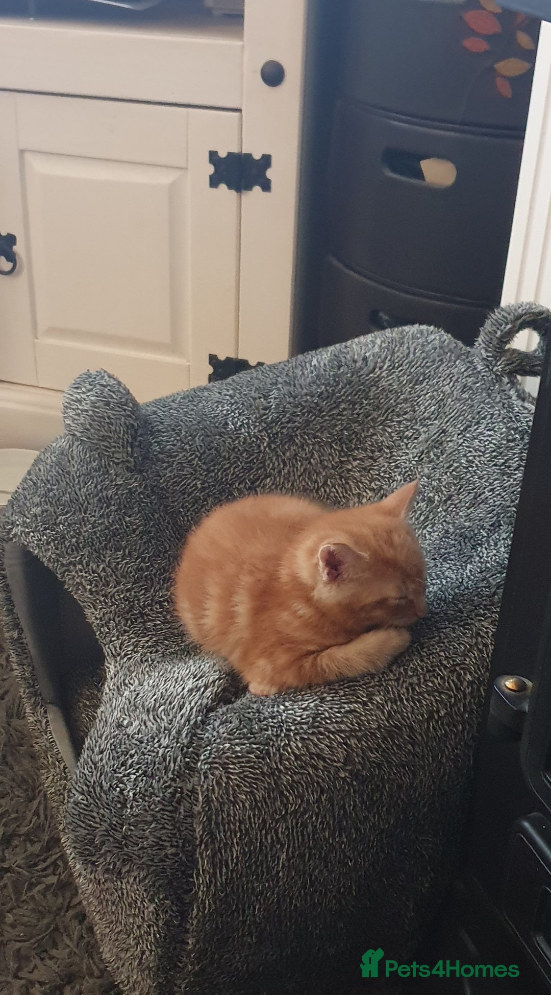 Mixed Breed cats for sale: Adorable kittens  - Image 11