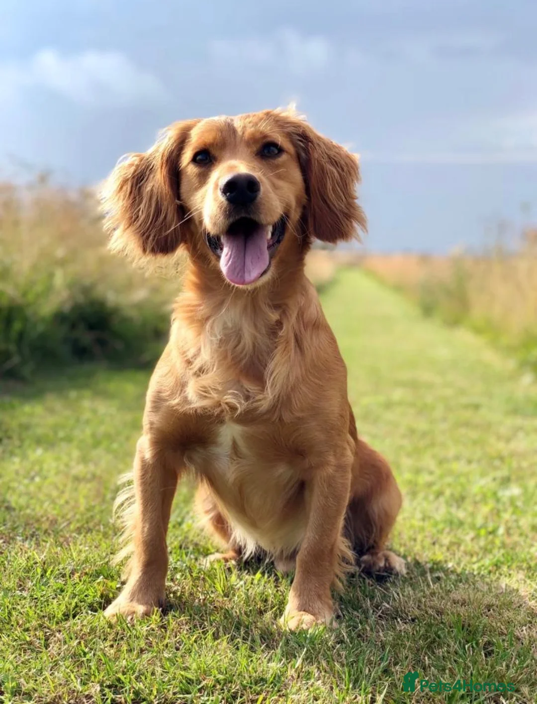 Cocker Spaniel dogs for sale: KC Working Cocker Pups - Advert 2