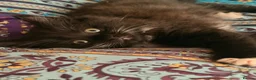 Mixed Breed cats for sale: Beautiful baby girl kitten in Maybole - Advert 4