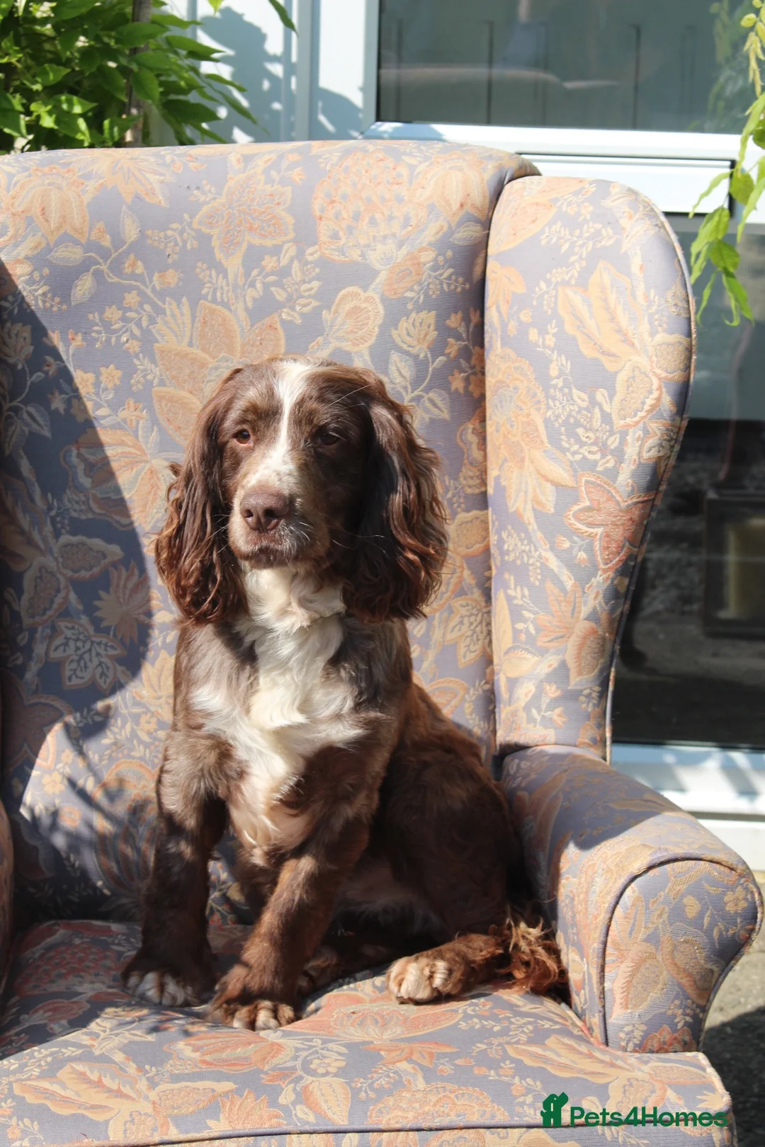 Cocker Spaniel dogs for sale: 🤎 Raised with knowledge. Raised with love - Advert 12
