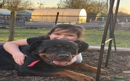 Rottweiler dogs for sale: Beautiful KC registered Rottweiler puppies  - Image 24
