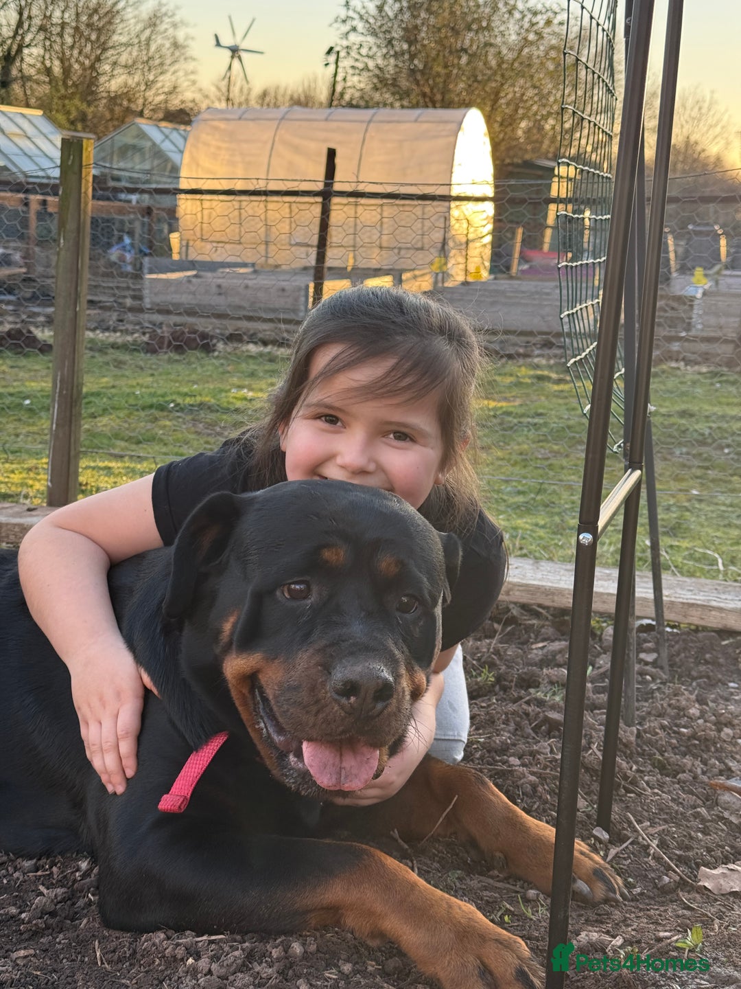 Rottweiler dogs for sale: Beautiful KC registered Rottweiler puppies  - Image 24