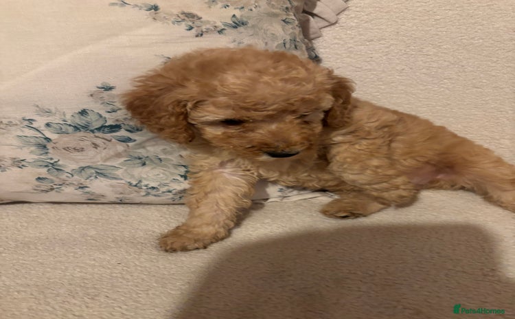 Standard Poodle dogs - Advert 2