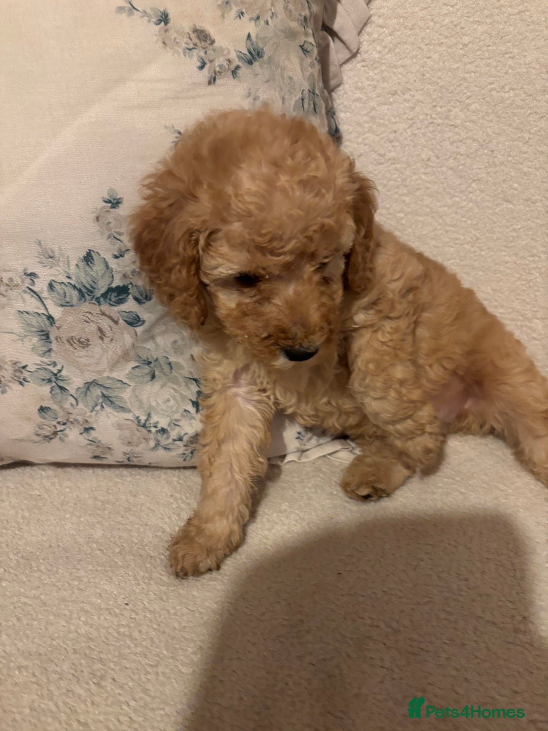 Standard Poodle dogs for sale: Beautiful Standard poodles  - Image 1