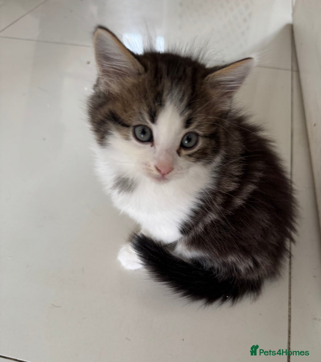 Mixed Breed cats for sale: 3 beautiful fluffy kittens  - Image 5