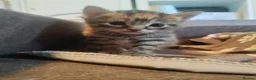 Mixed Breed cats for sale: Adorable kittens are looking for lovely home  - Advert 28