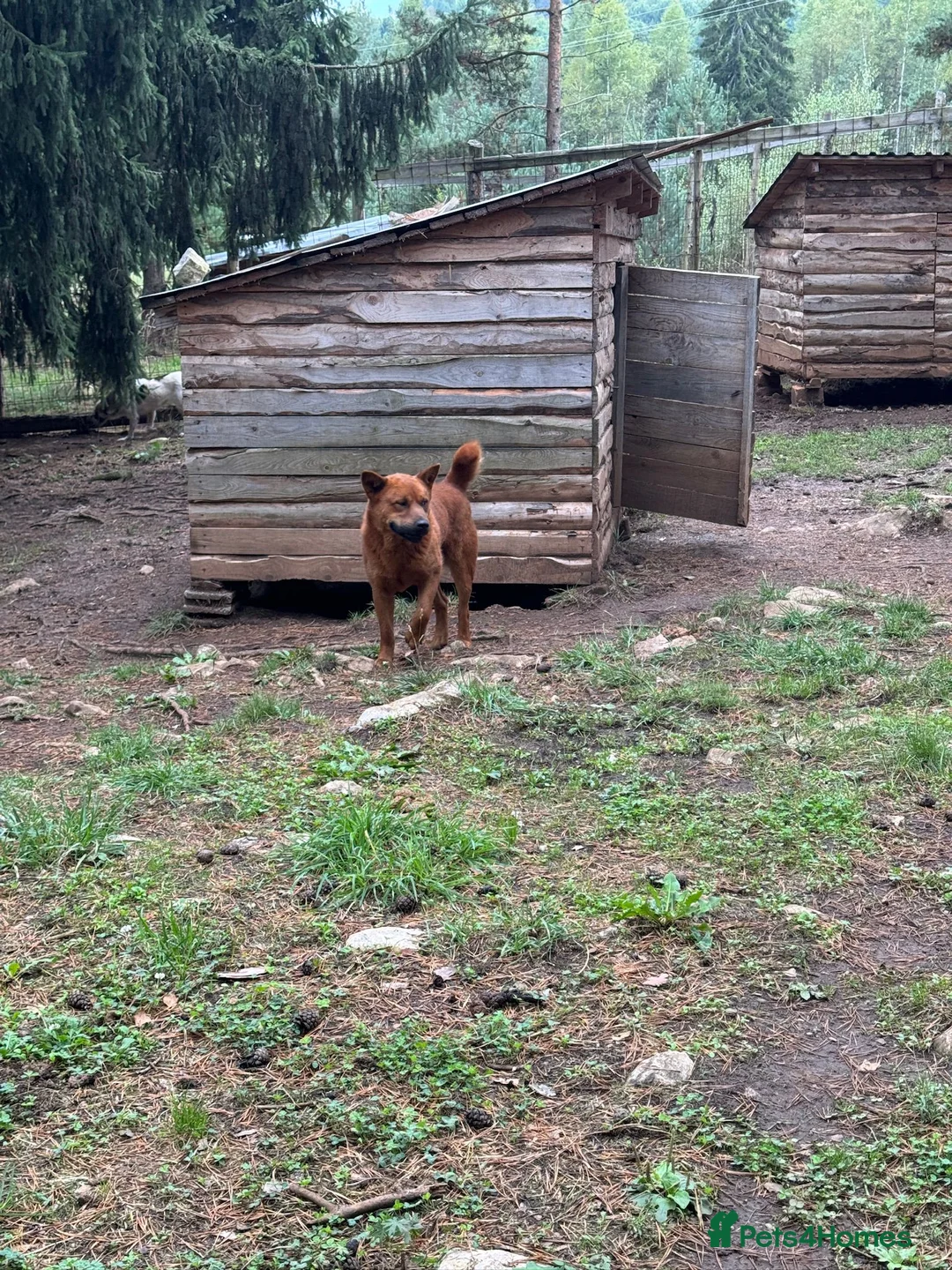 Chow Chow dogs for adoption: Aki   in Ashford - Advert 3