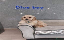 Cavachon dogs for sale: Beautiful F1 Cavachon boys 💙 - Image 8