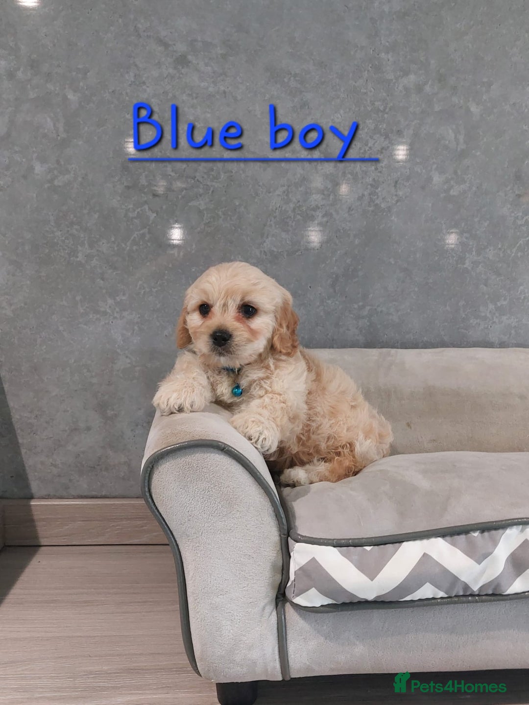 Cavachon dogs for sale: Beautiful F1 Cavachon boys 💙 - Image 8