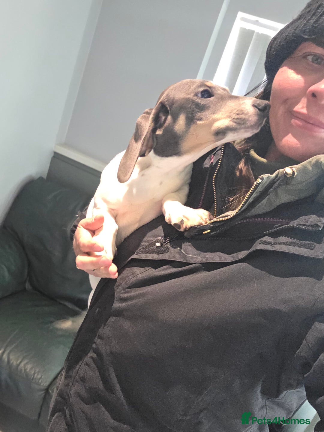 Miniature Dachshund dogs for sale: Kc registered Beautiful mini dachshund puppies - Advert 10