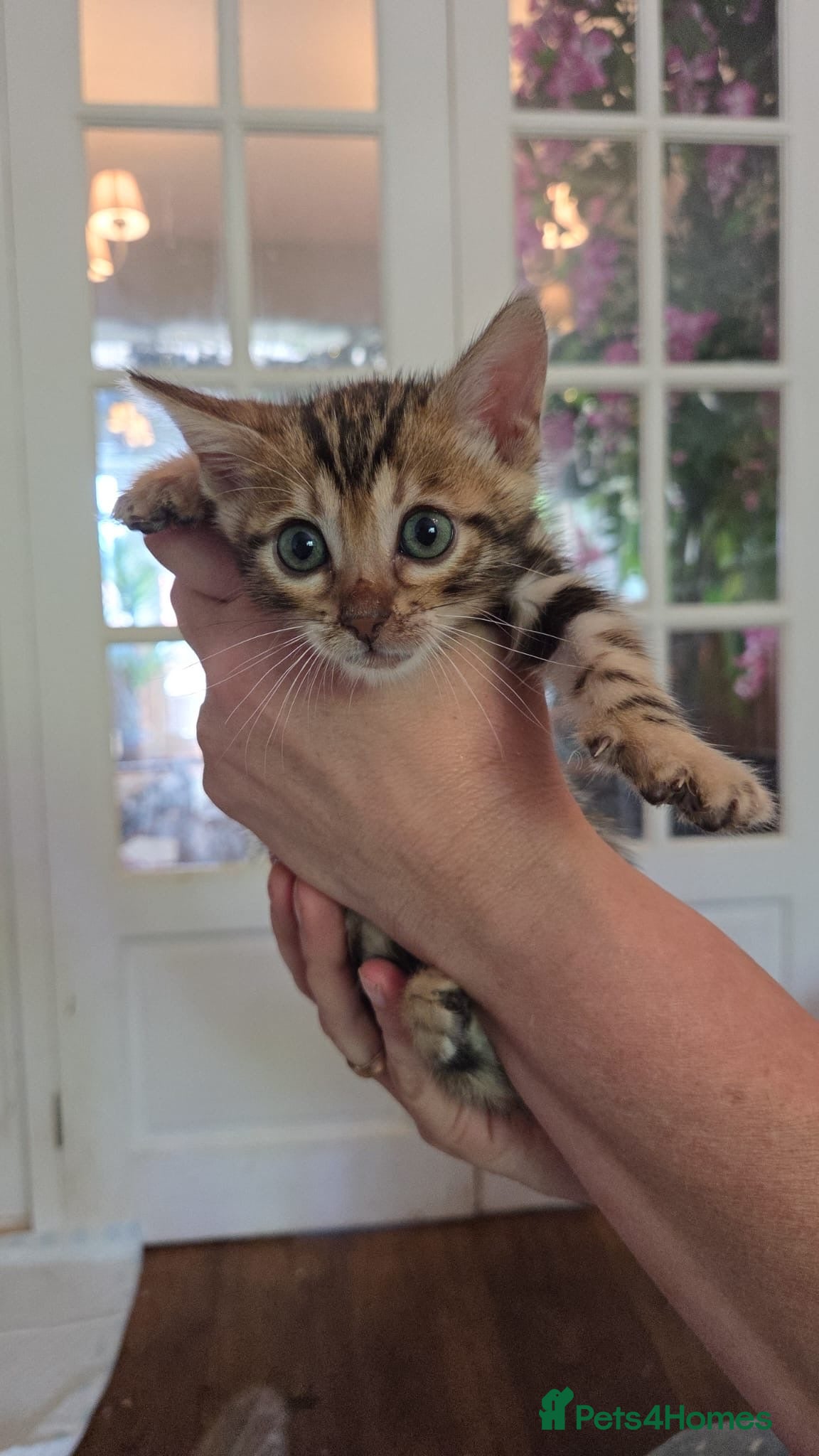 Bengal cats Last Boy Left! Brown Rosette Bengal Kitten! - Advert 2