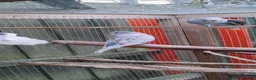 Budgerigars birds for sale: Baby budgies, easily tamed  - Advert 6