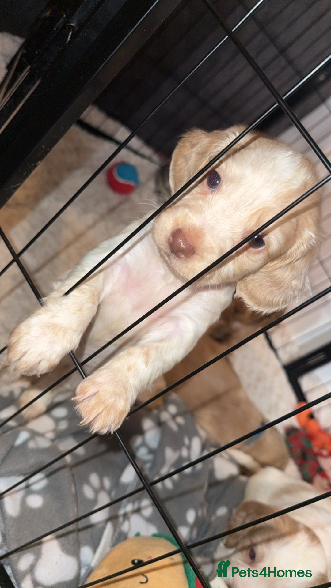Cocker Spaniel dogs for sale: REDUCED💵cocker spaniel puppies 🩷💙 - Advert 16