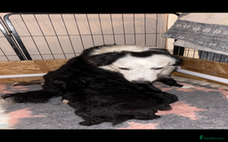 Bordoodle dogs for sale: Beautiful border collie x miniature poodle puppies - Image 8