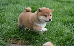 Japanese Shiba Inu dogs for sale: Health tested Japanese Shiba Inu Puppies - Image 13