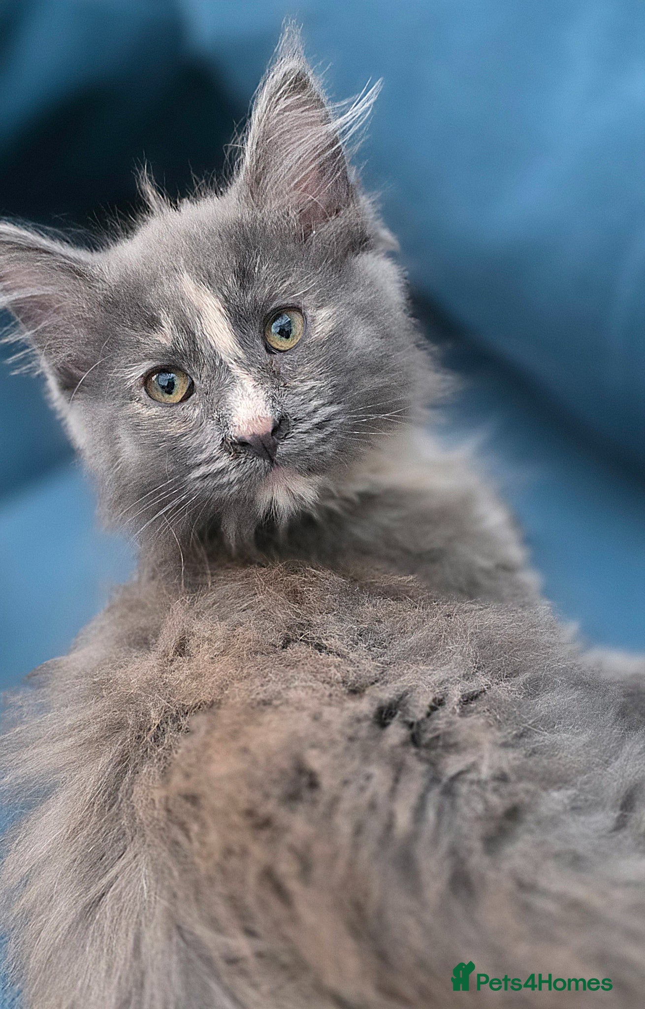 Mixed Breed cats Female Maine Coon X British Short Hair - Advert 1