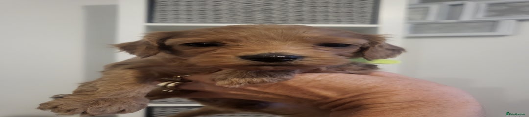 Cavapoochon Puppy 9