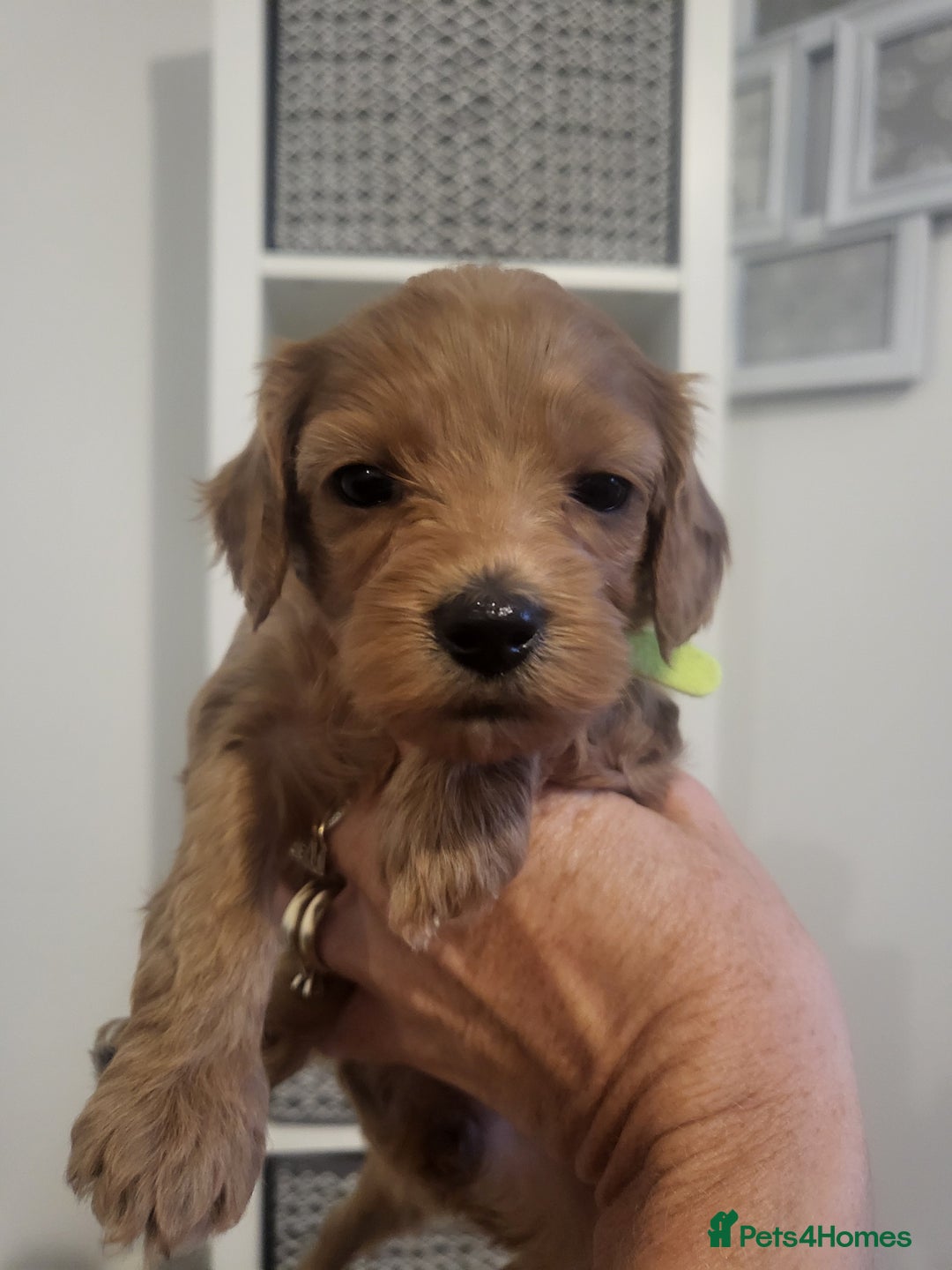 Cavachon dogs for sale: Cavapoochon - Image 6