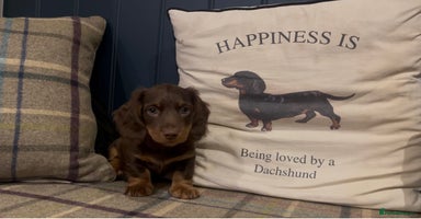 Miniature Dachshund dogs - Advert 4