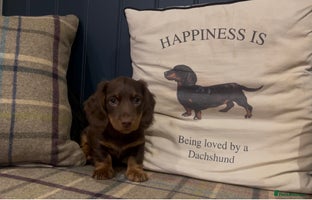 Miniature Dachshund dogs - Advert 4