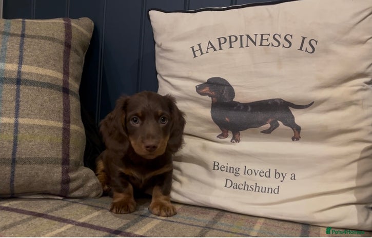 Miniature Dachshund dogs - Advert 14