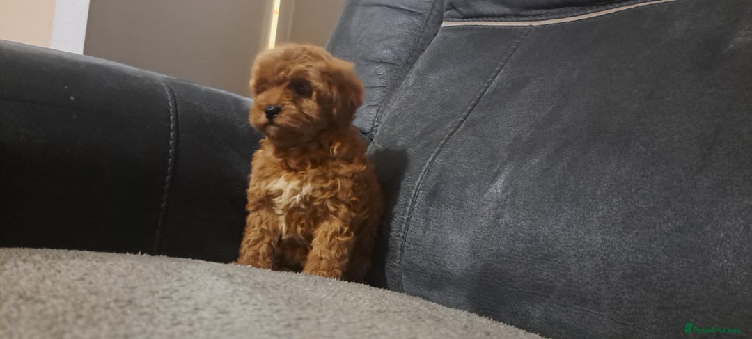 Toy Poodle dogs for sale: Toy poodle - Advert 22