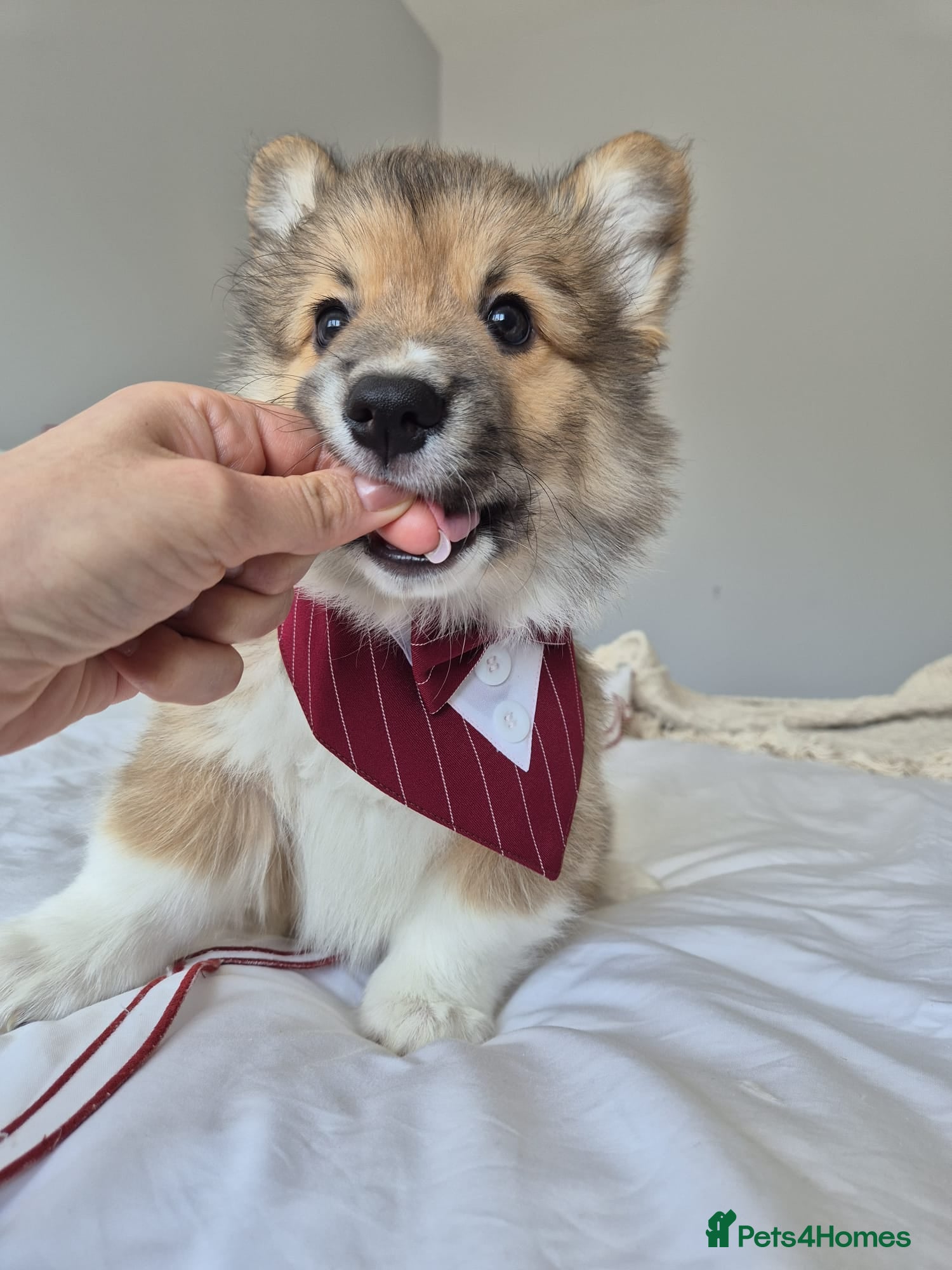 Welsh Corgi Pembroke dogs Stunning Fluffy Long-Haired (Fluffy) Corgi Puppies - Advert 2