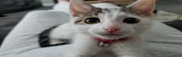 Mixed Breed cats for sale: Cat for Sale - Advert 2
