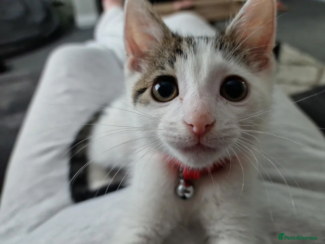 Mixed Breed cats for sale: Cat for Sale - Advert 2