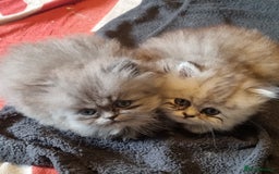 Persian cats for sale: Chinchilla Persian kittens  - Image 3