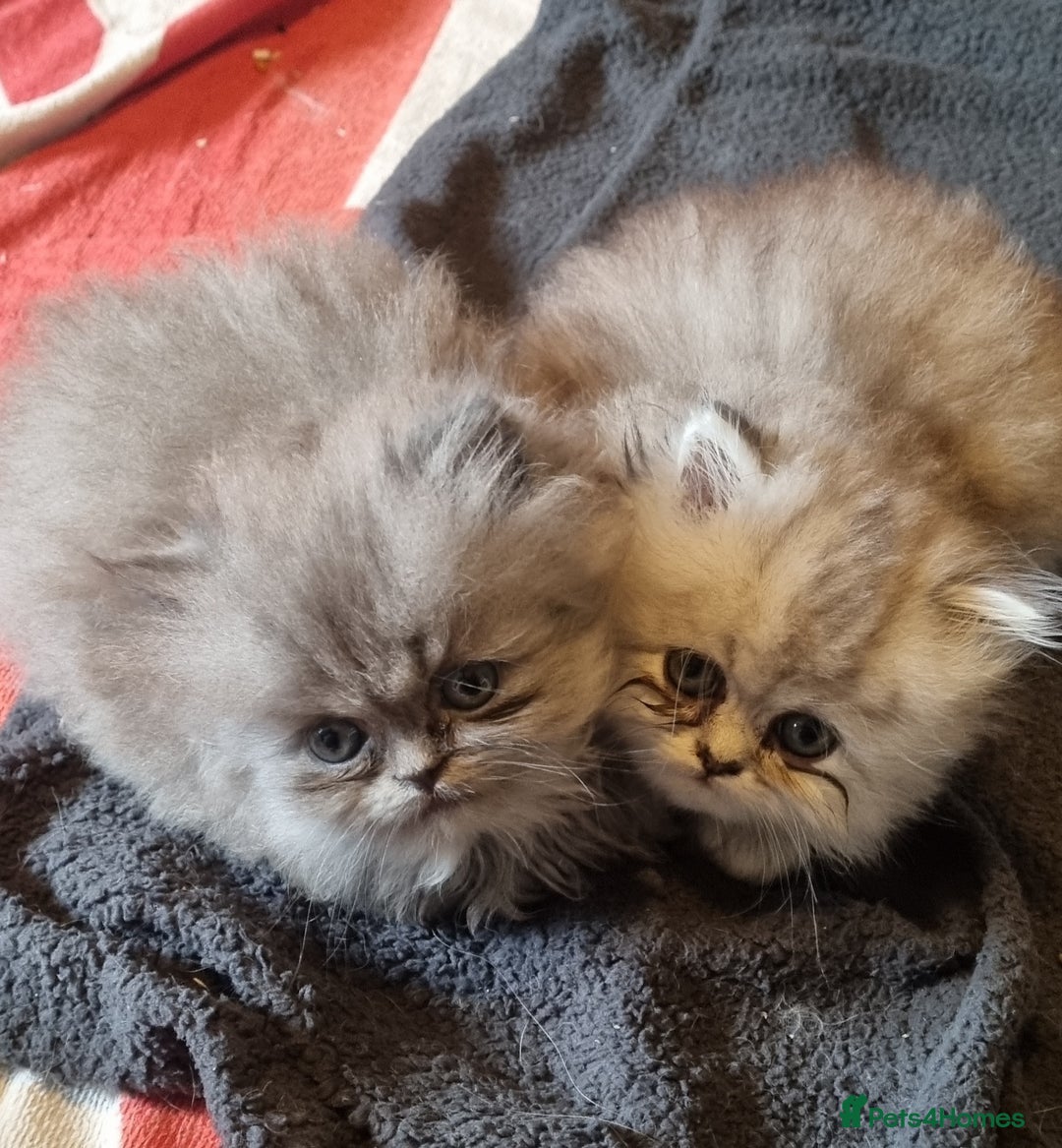 Persian cats for sale: Chinchilla Persian kittens  - Image 3
