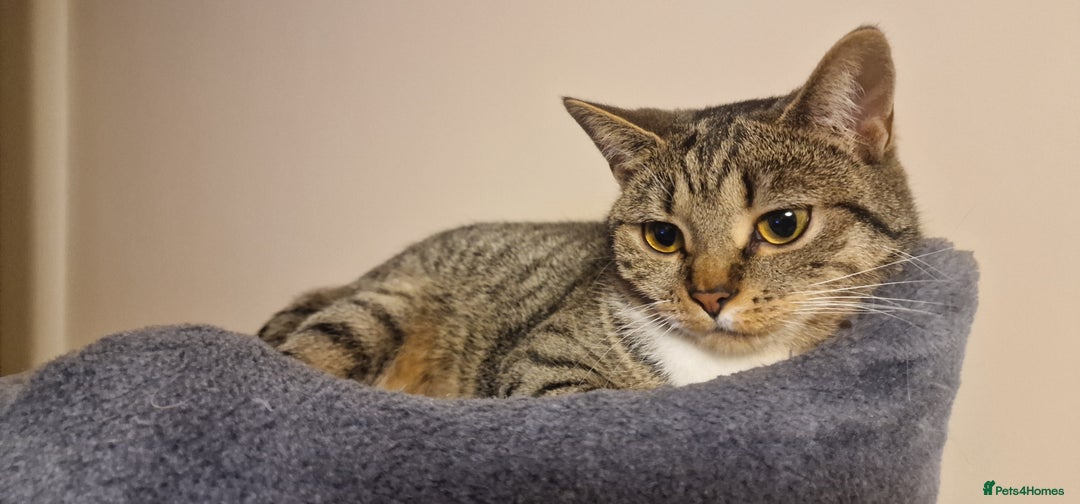 Mixed Breed cats for sale: Cat( for free) - Advert 7