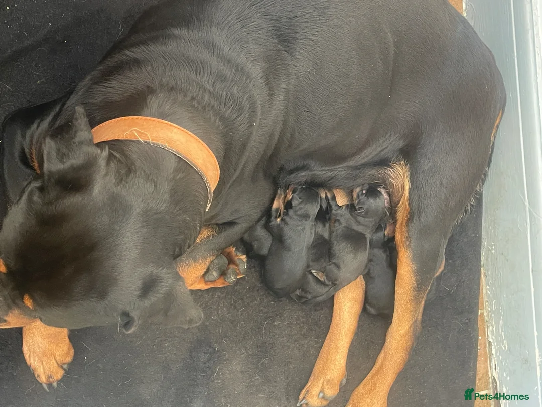 Rottweiler dogs for sale: Mr & miss in Folkestone - Advert 1