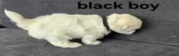 Maltese dogs for sale: ⭐️KC registered Maltese puppies⭐️ - Advert 31