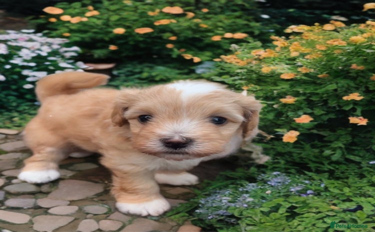 Mixed Breed dogs - Advert 1