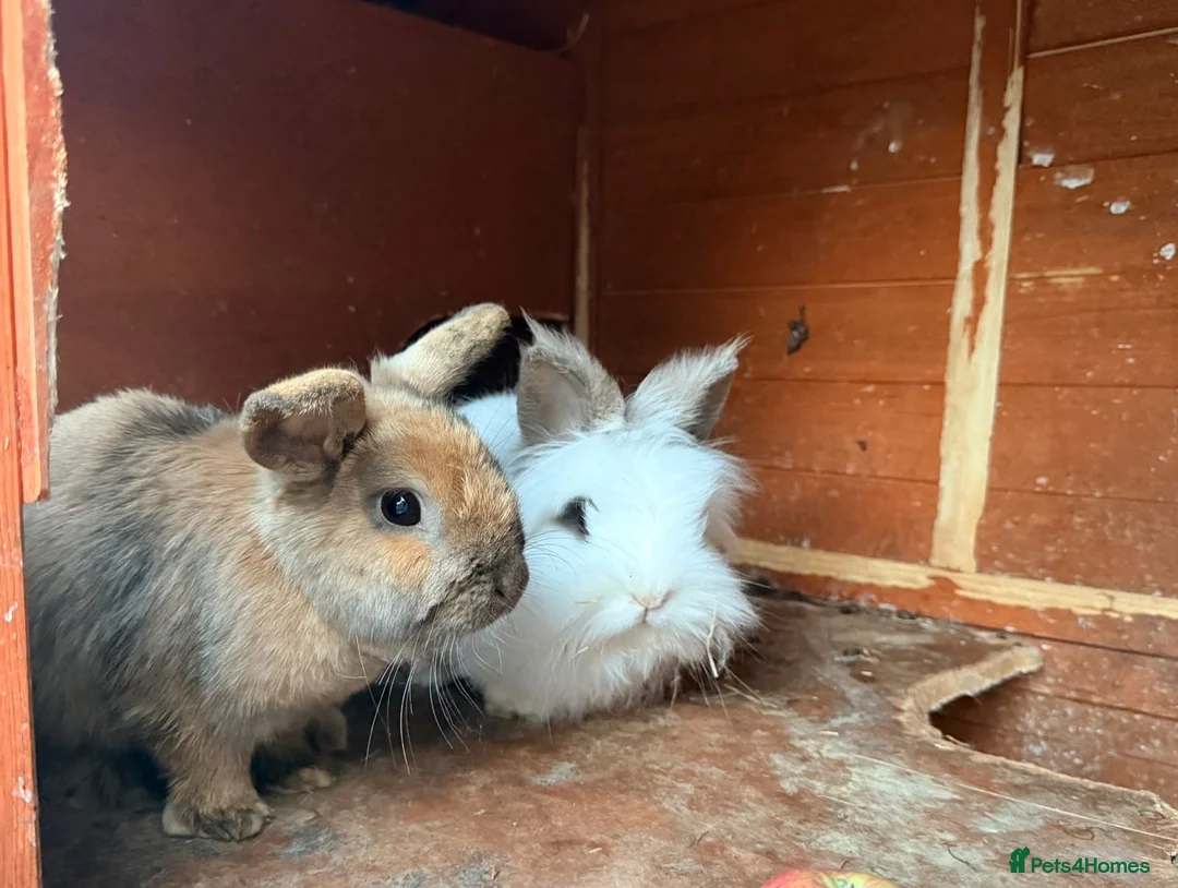 Mixed Breed rabbits for sale: 3 female rabbits free to a good home  - Advert 2