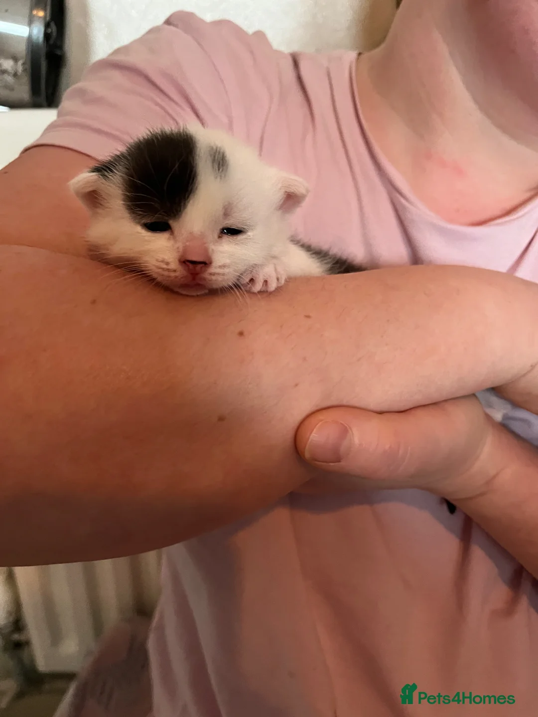 Domestic Shorthair cats for sale: Black&White kitten  - Advert 1