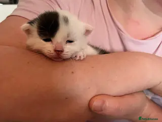 Domestic Shorthair cats Black&White kitten - Advert 1