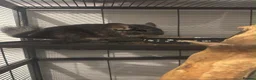 Chinchilla rodents for sale: Female chinchilla in Hull - Advert 5