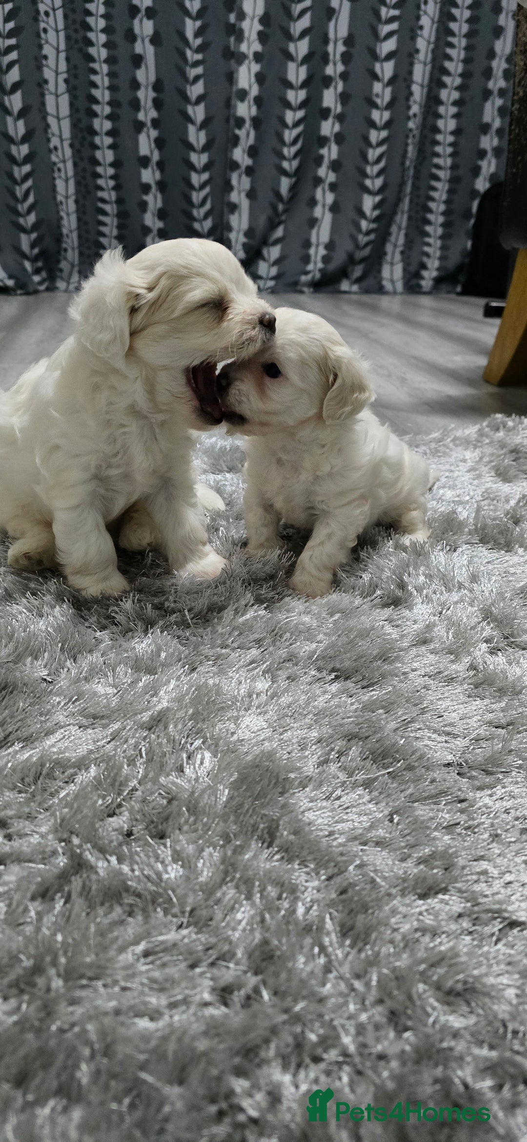 Mixed Breed dogs for sale: Bichon frise - Image 5