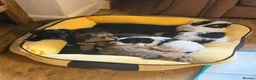 Havanese dogs for sale: GORGEOUS FULL PEDIGREE HAVANESE PUPPIES - Advert 1