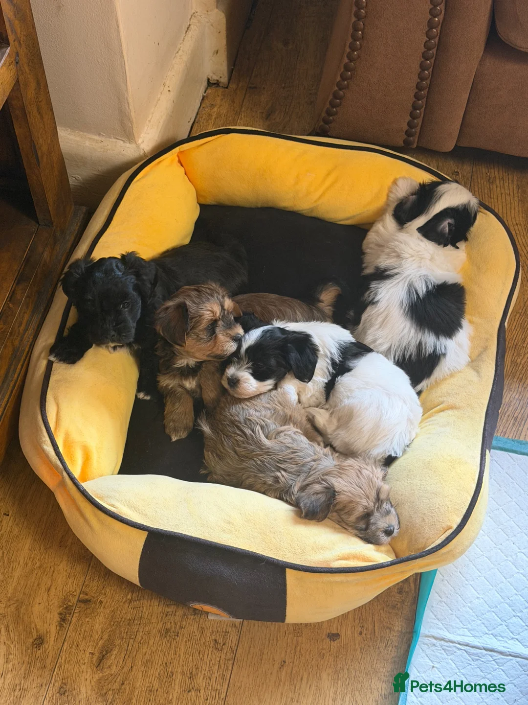 Havanese dogs for sale: GORGEOUS FULL PEDIGREE HAVANESE PUPPIES - Advert 1