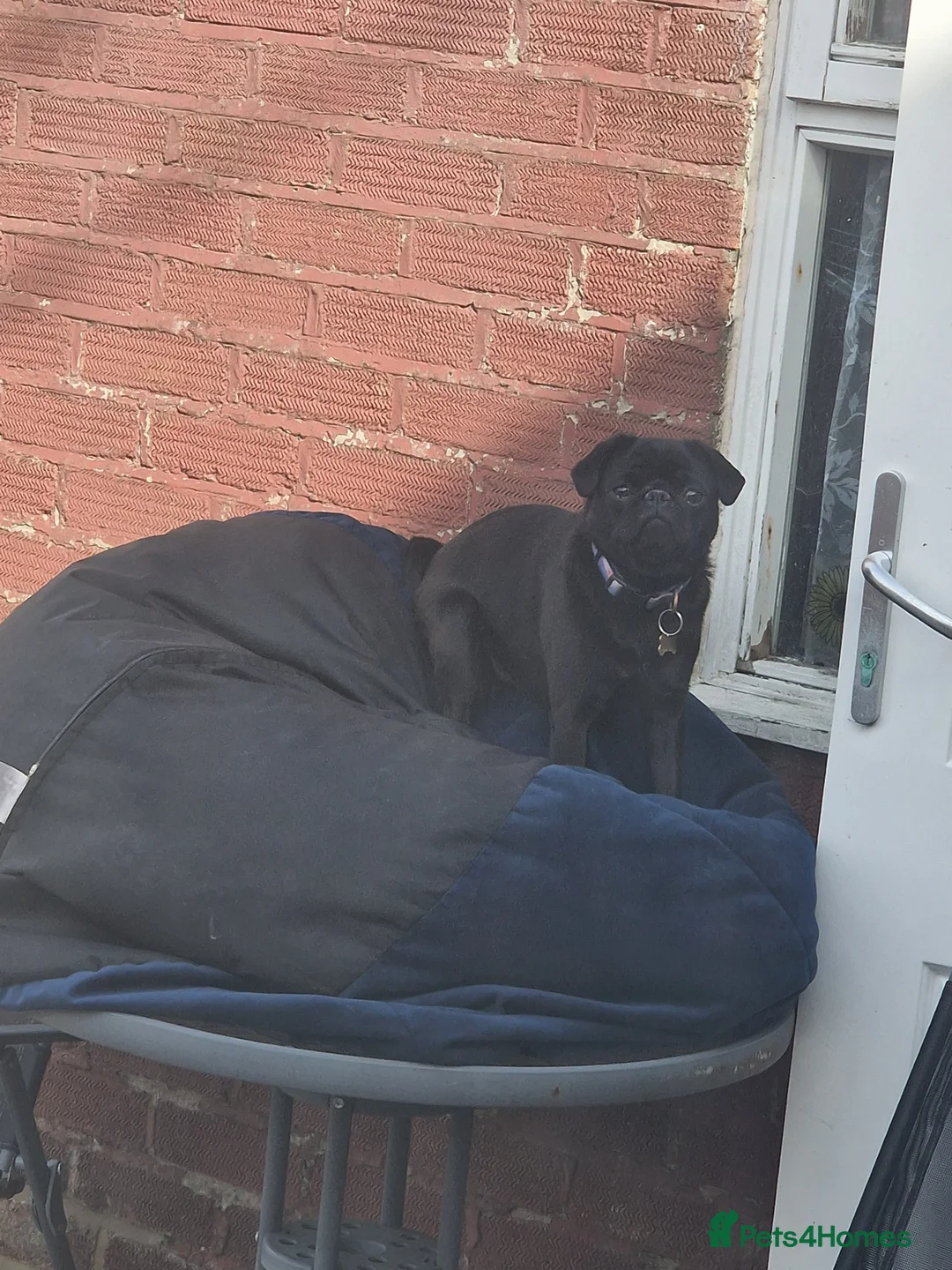 Pug dogs for sale: 2 year old pugs to go together - Advert 2