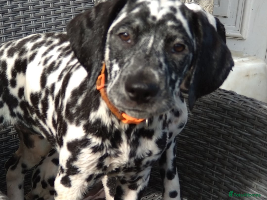 Dalmatian dogs for sale: KC REG Dalmatian pups - Image 8