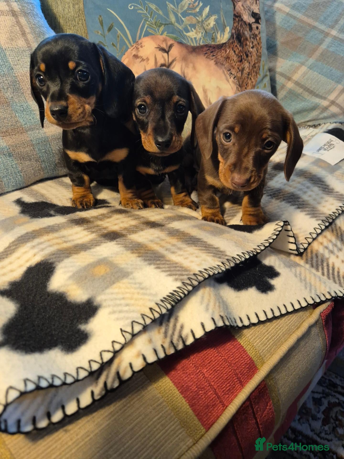 Miniature Dachshund dogs 3 Smooth haired Miniature Dachshund boys - Advert 1