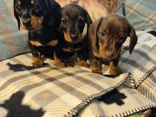 Miniature Dachshund dogs 3 Smooth haired Miniature Dachshund boys - Advert 2
