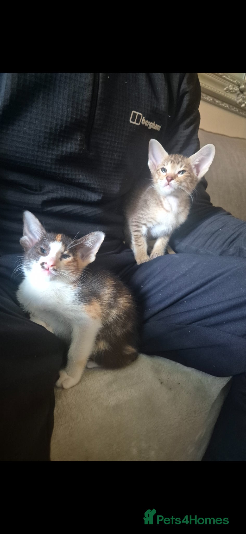 Oriental cats Pedigree Oriental kittens ( only 2 remaining ) - Advert 9